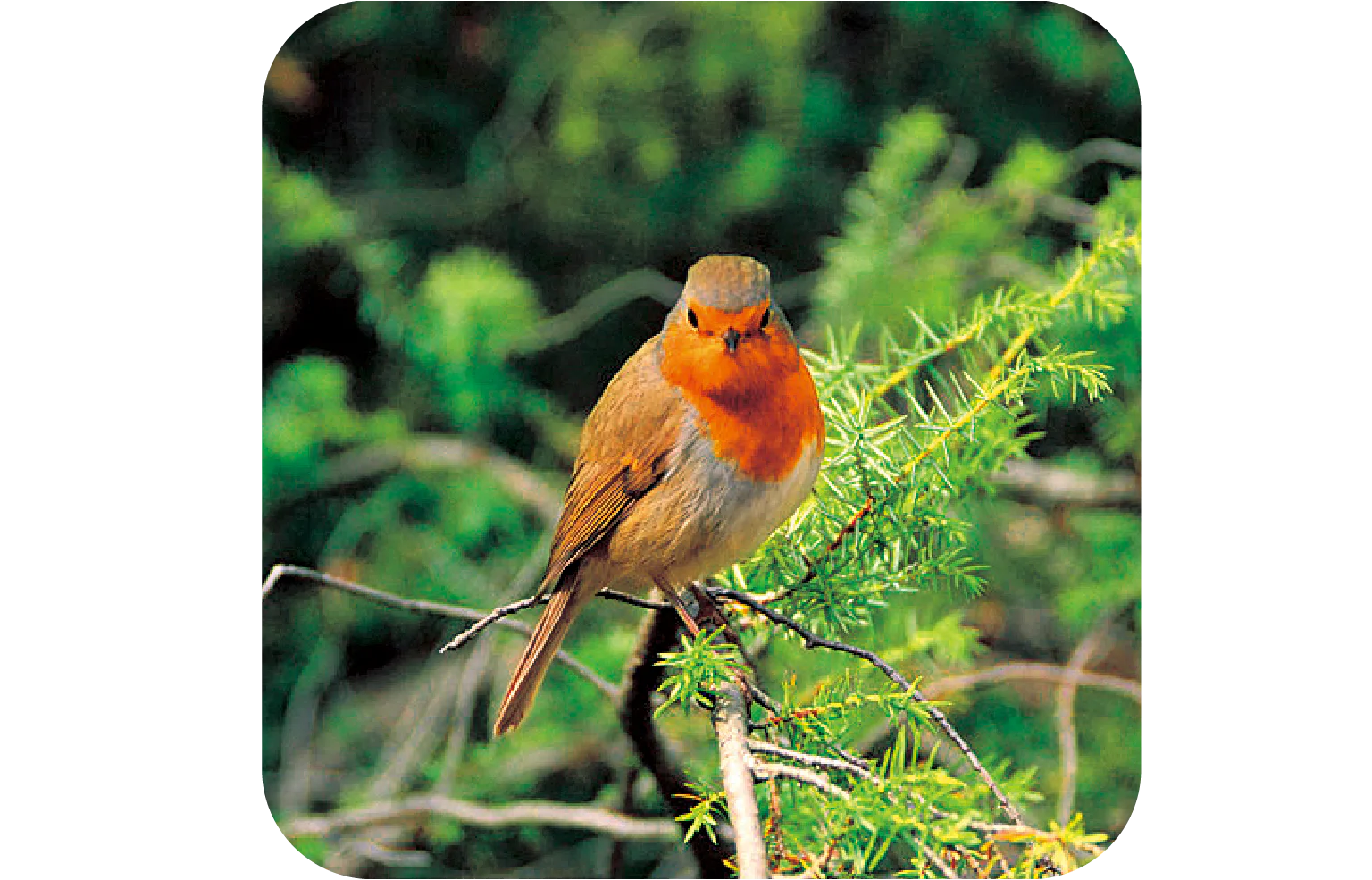 ヨーロッパコマドリの画像