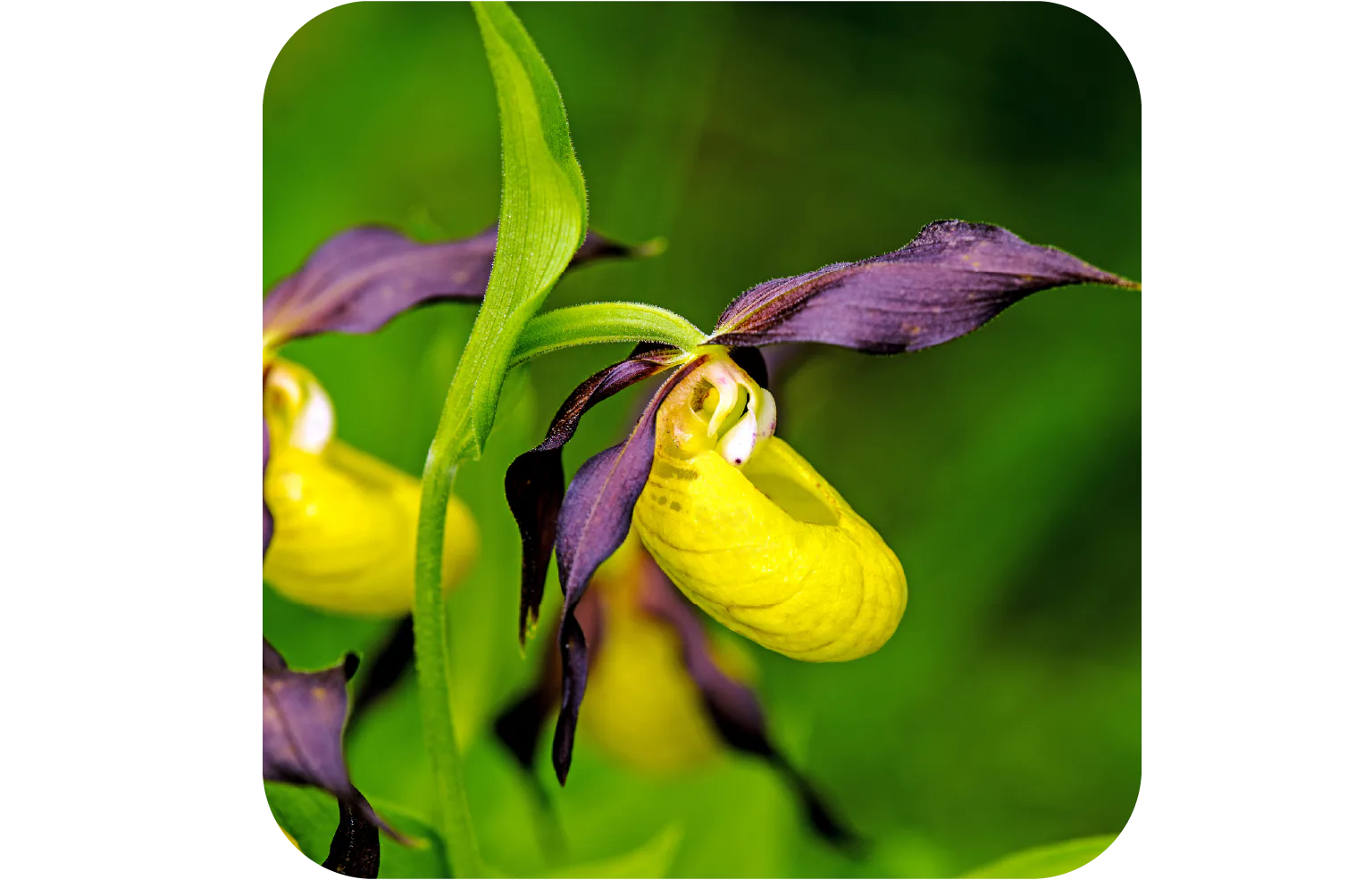 イエロー・レディー・スリッパの画像