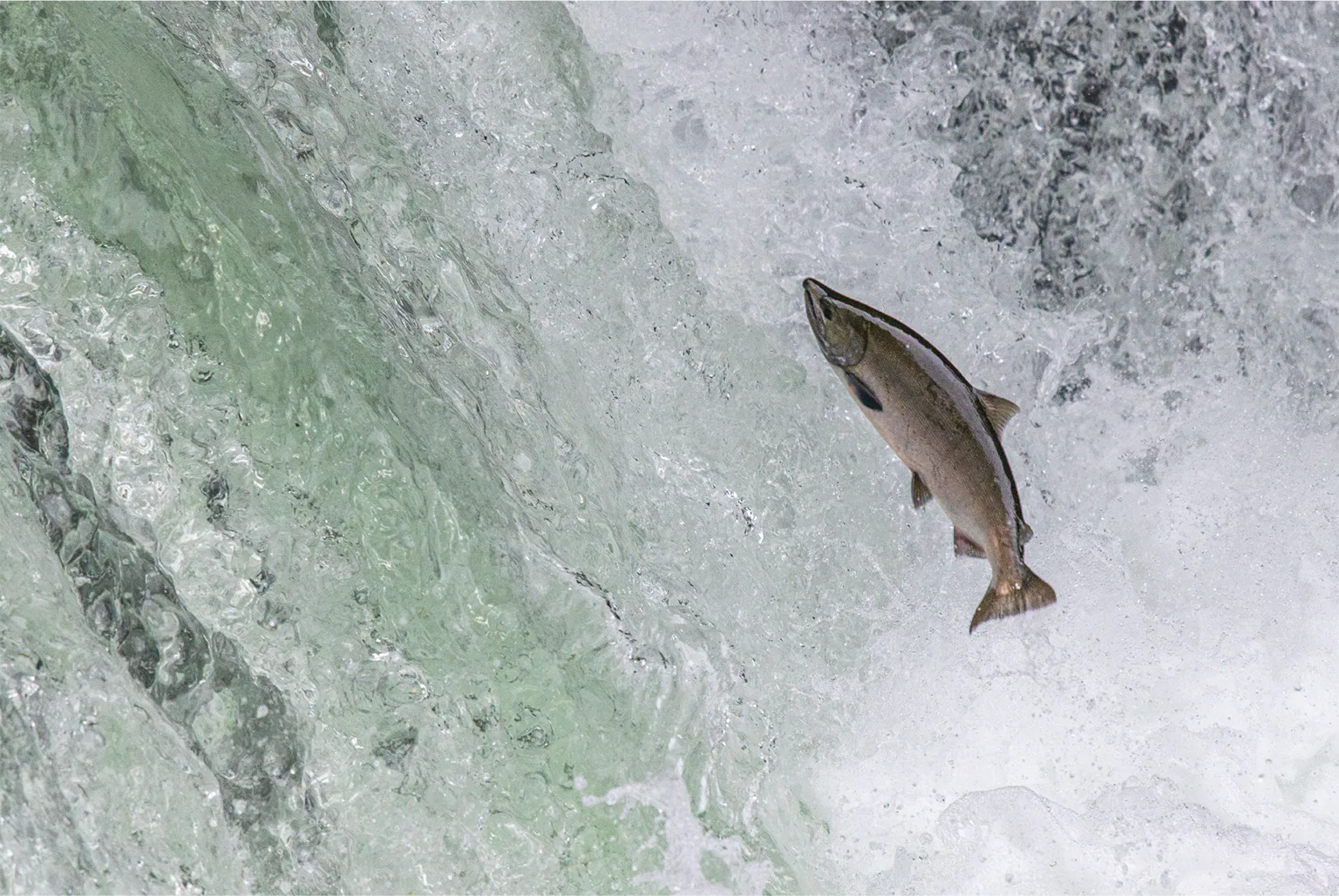 サーモン・ランの画像