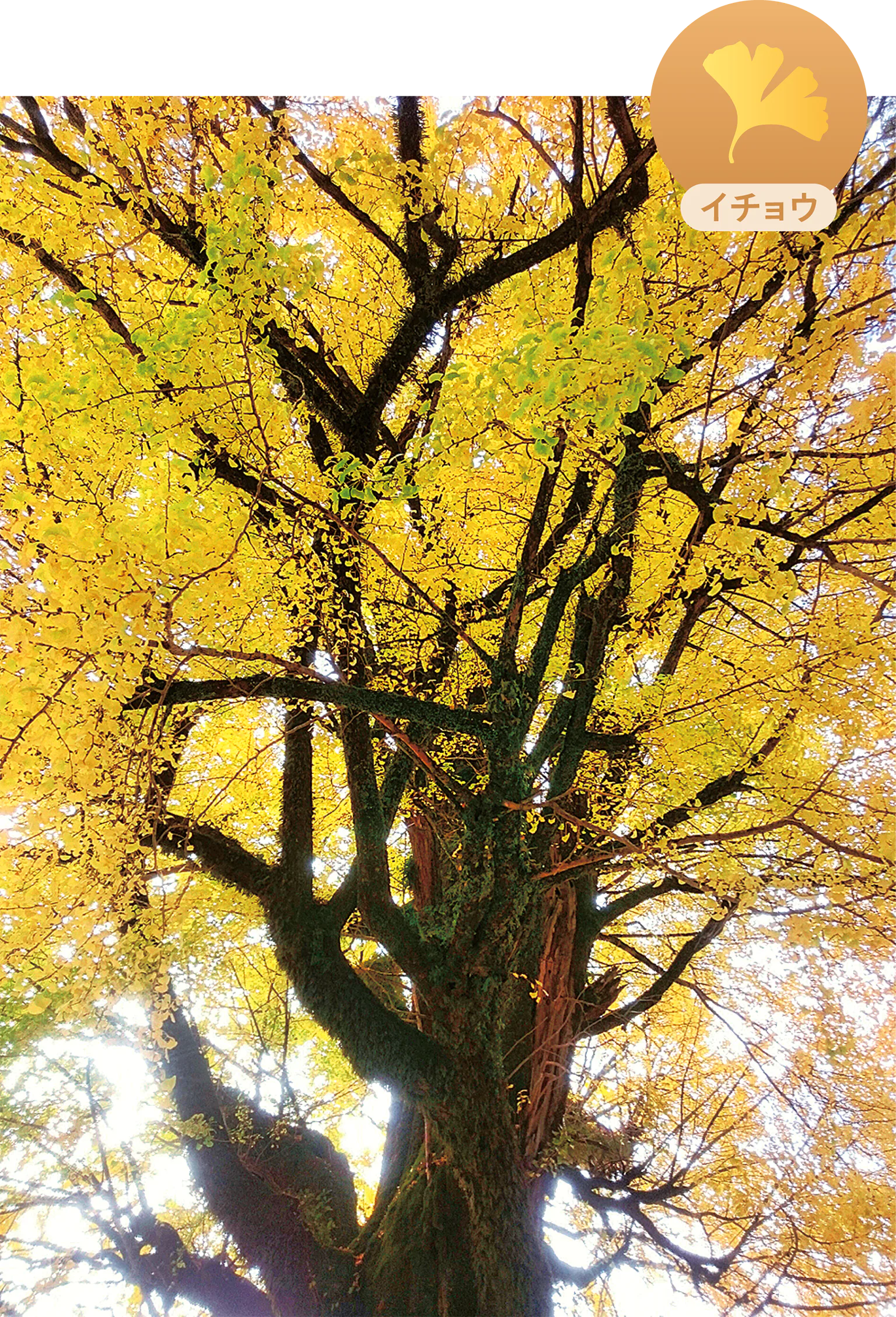 宮園の大イチョウの画像