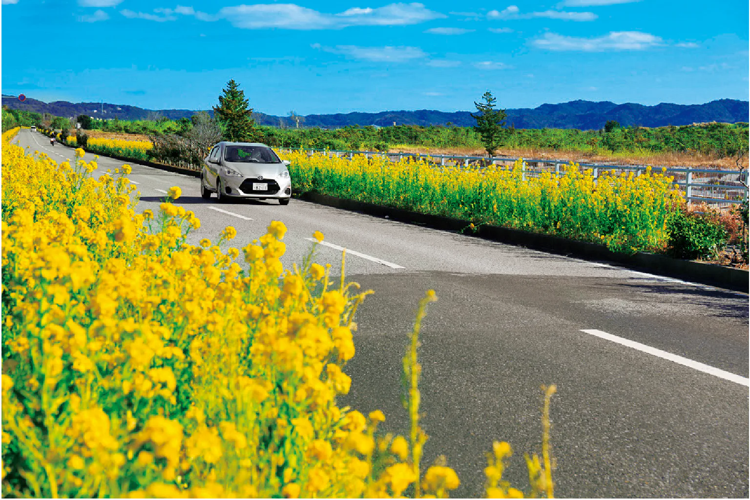 春先は道路沿いに菜の花畑が続く