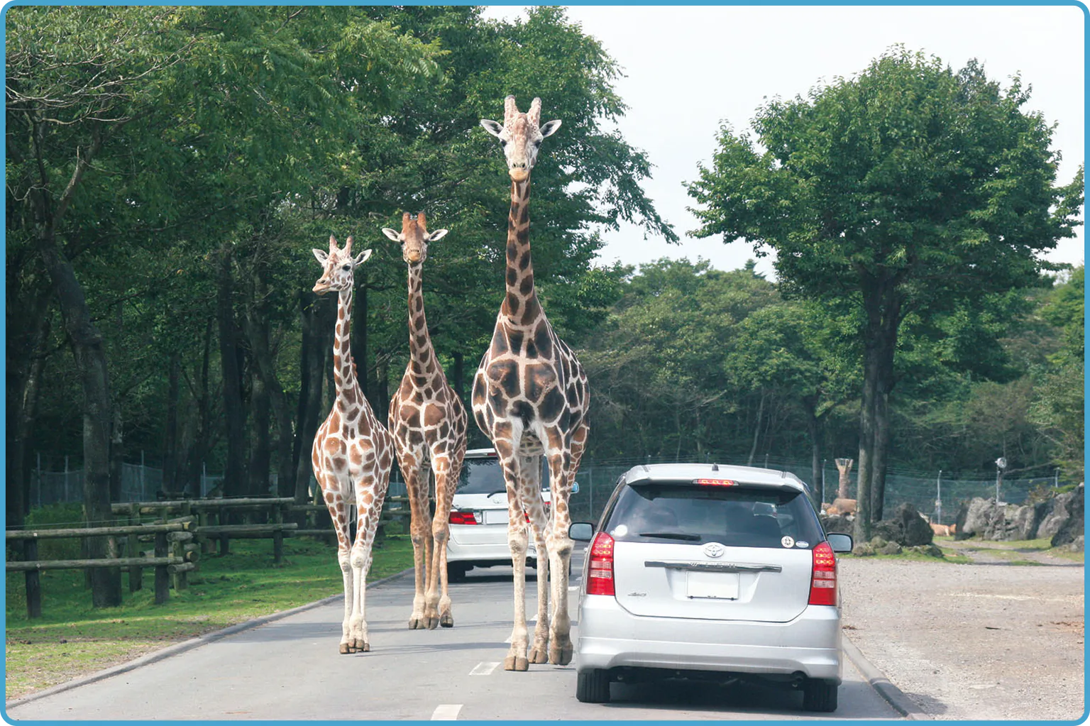 富士サファリパークの画像
