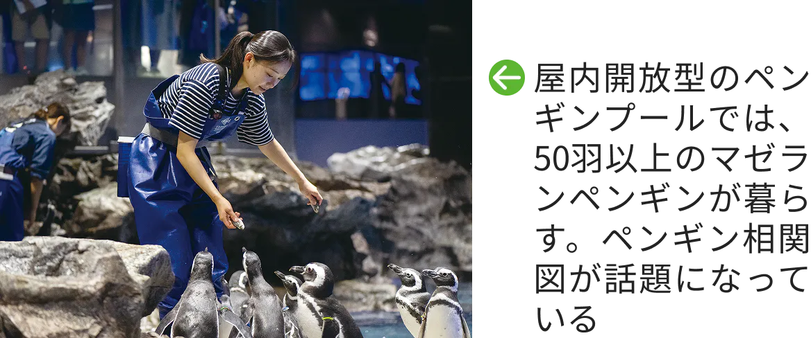屋内開放型のペンギンプールでは、50羽以上のマゼランペンギンが暮らす。ペンギン相関図が話題になっている