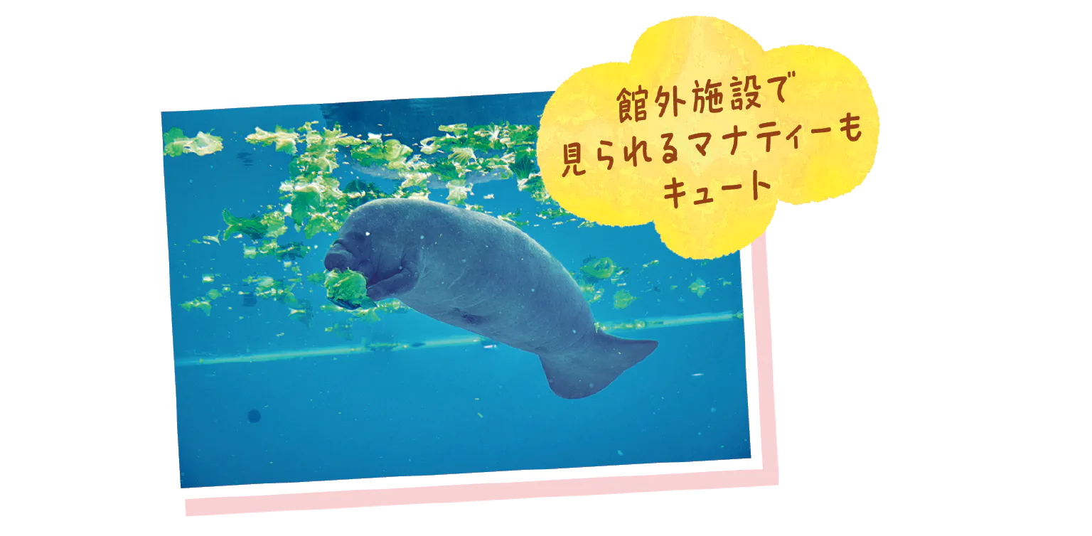 アコガレの沖縄美ら海水族館へ！の画像