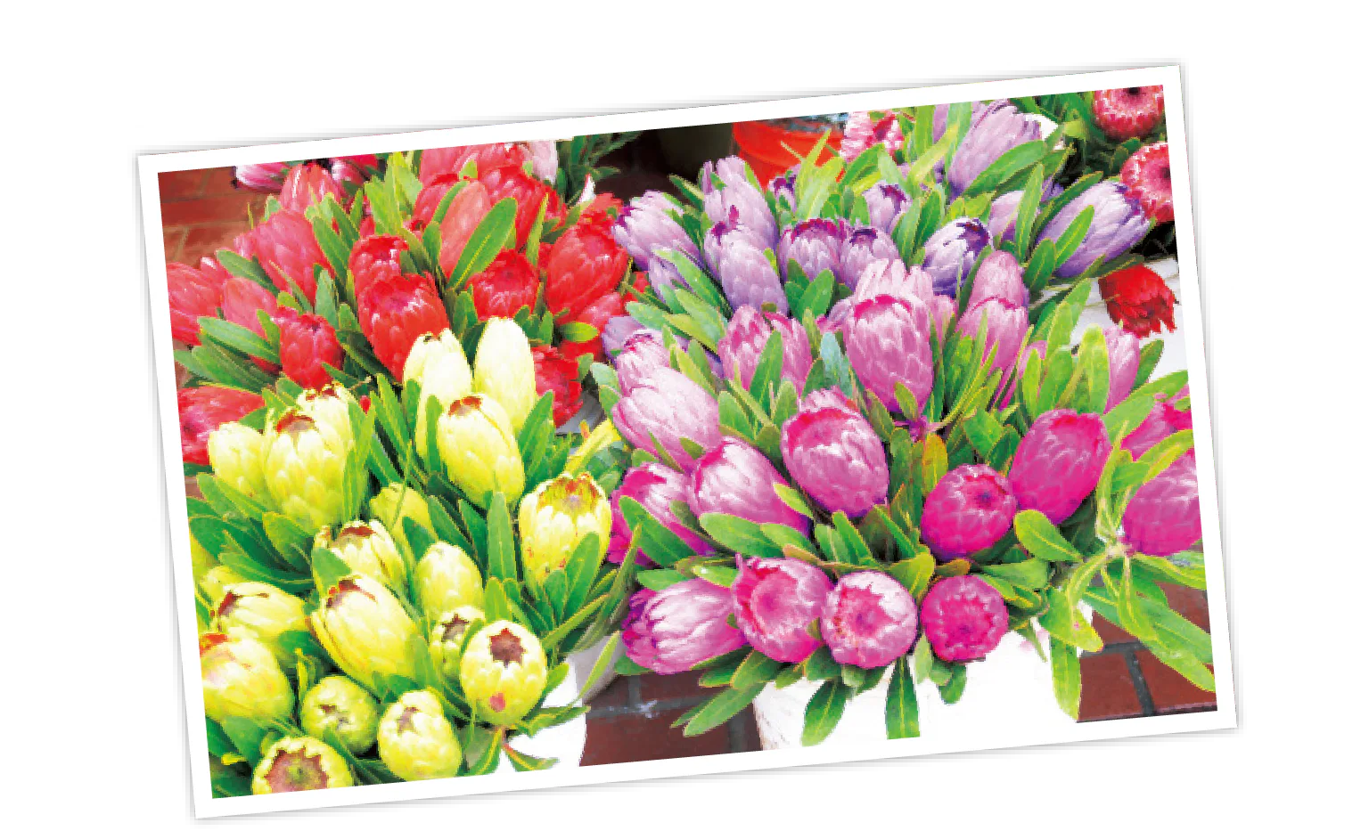 市庁舎前の広場が週2回マーケットに。花や果物など地元の人向けの商品が多い