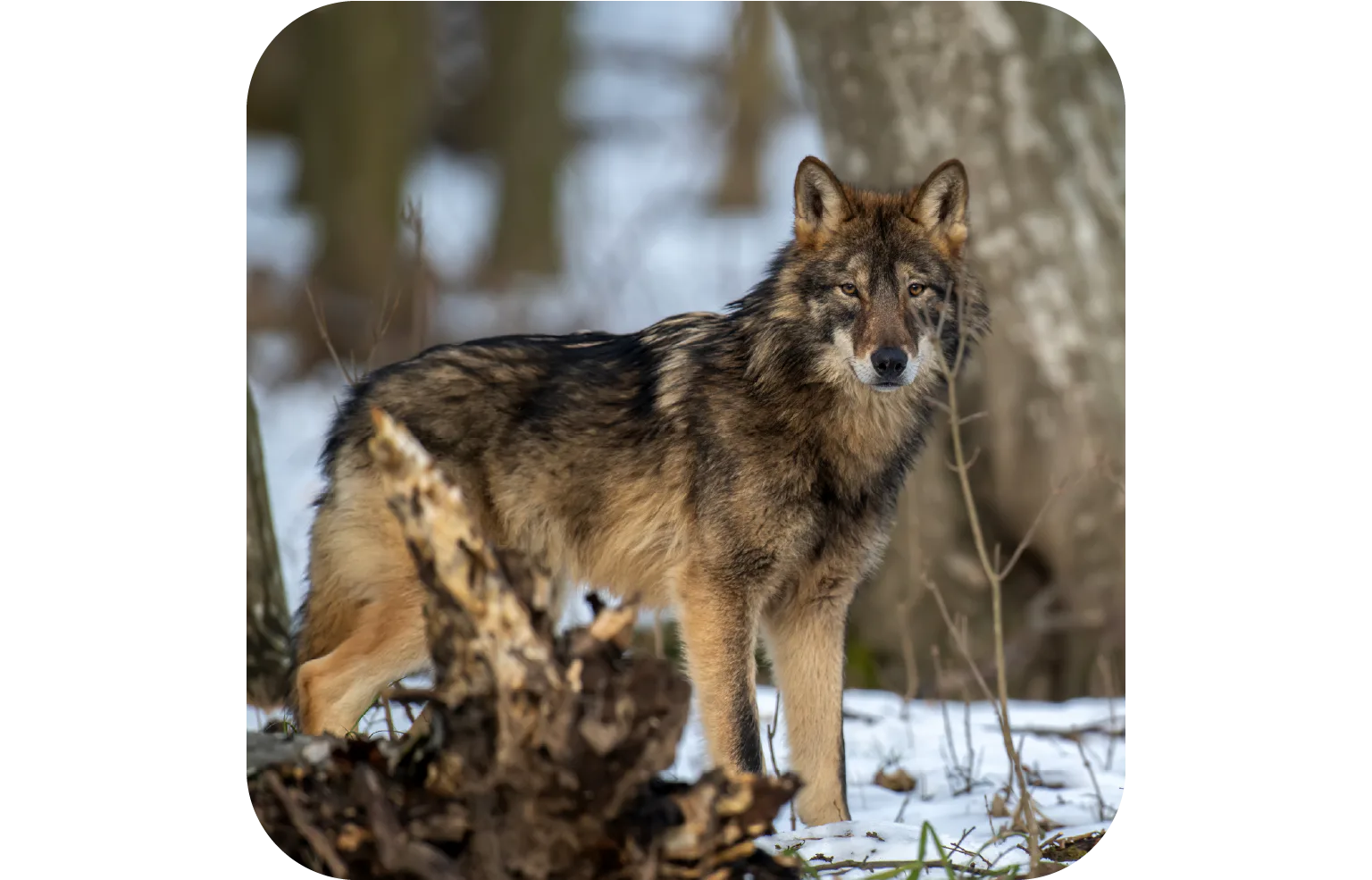 オオカミの画像