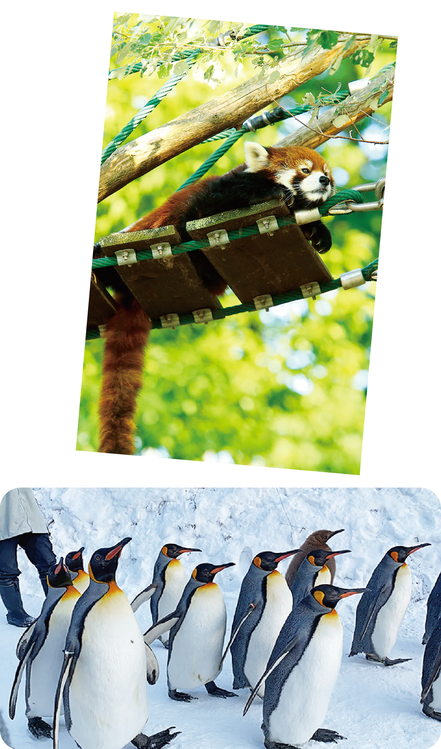 旭山動物園をたっぷり見学の画像