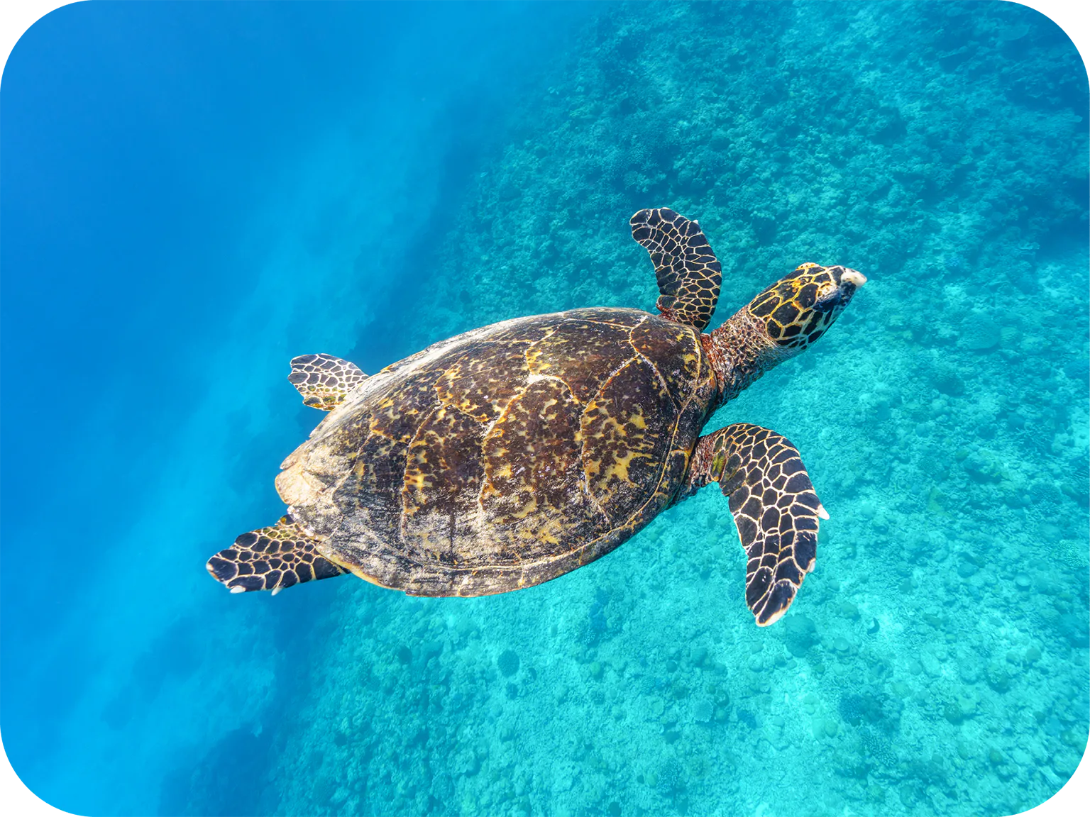 ウミガメの画像