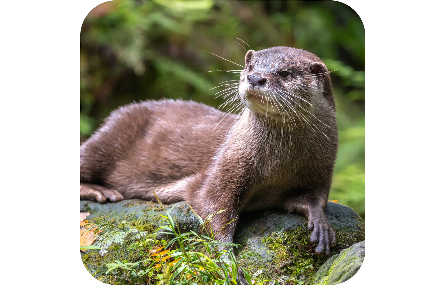 カワウソの画像