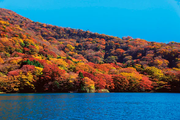 芦ノ湖の紅葉の画像