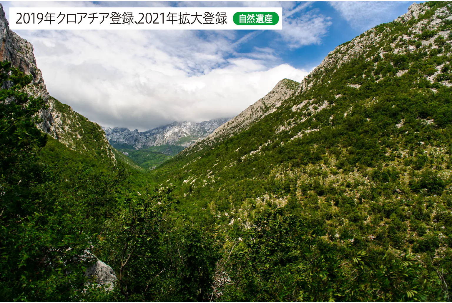 カルパティア山脈とヨーロッパ各地の古代及び原生ブナ林の画像