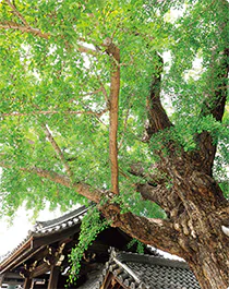 大イチョウの画像