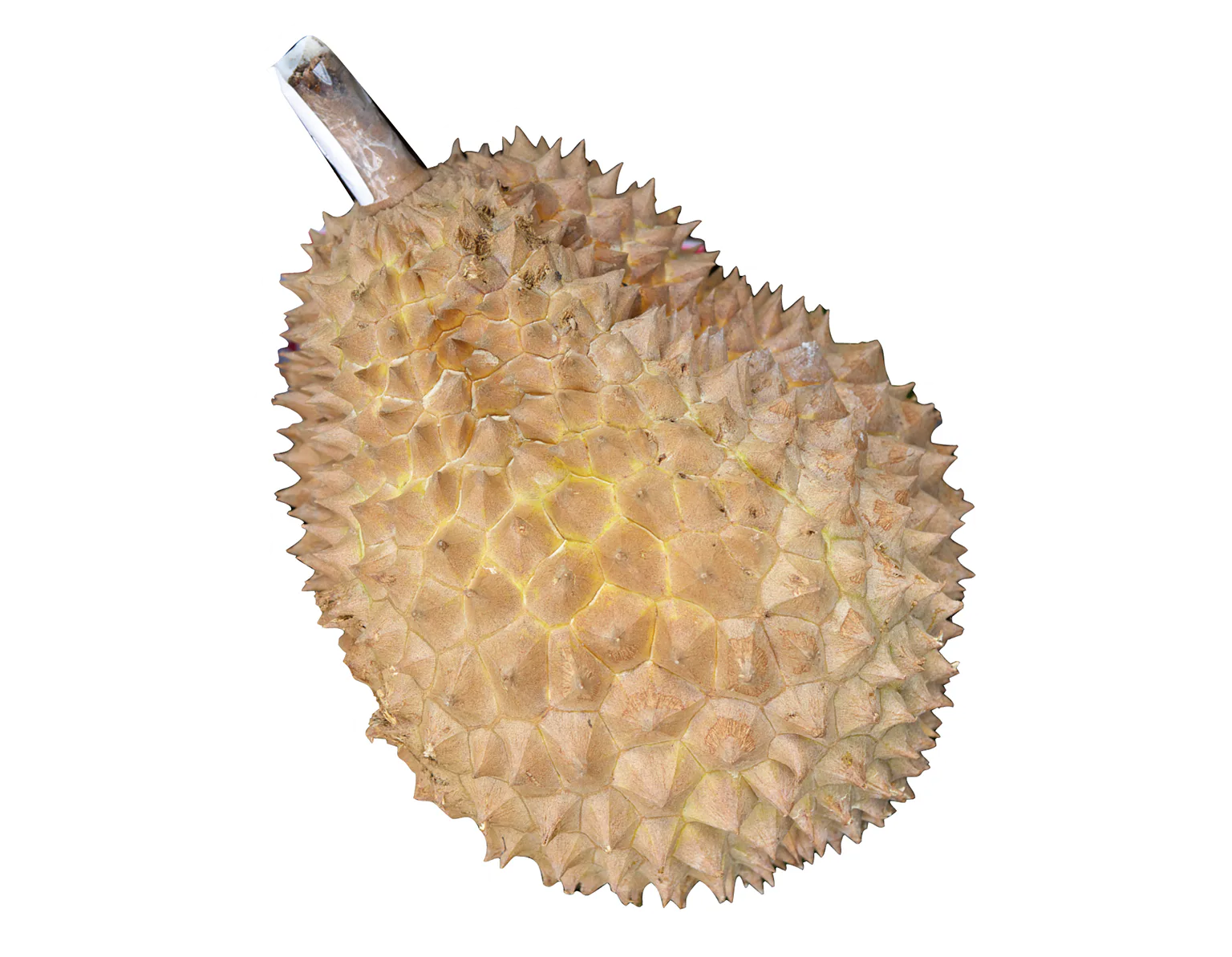 ドリアンの画像