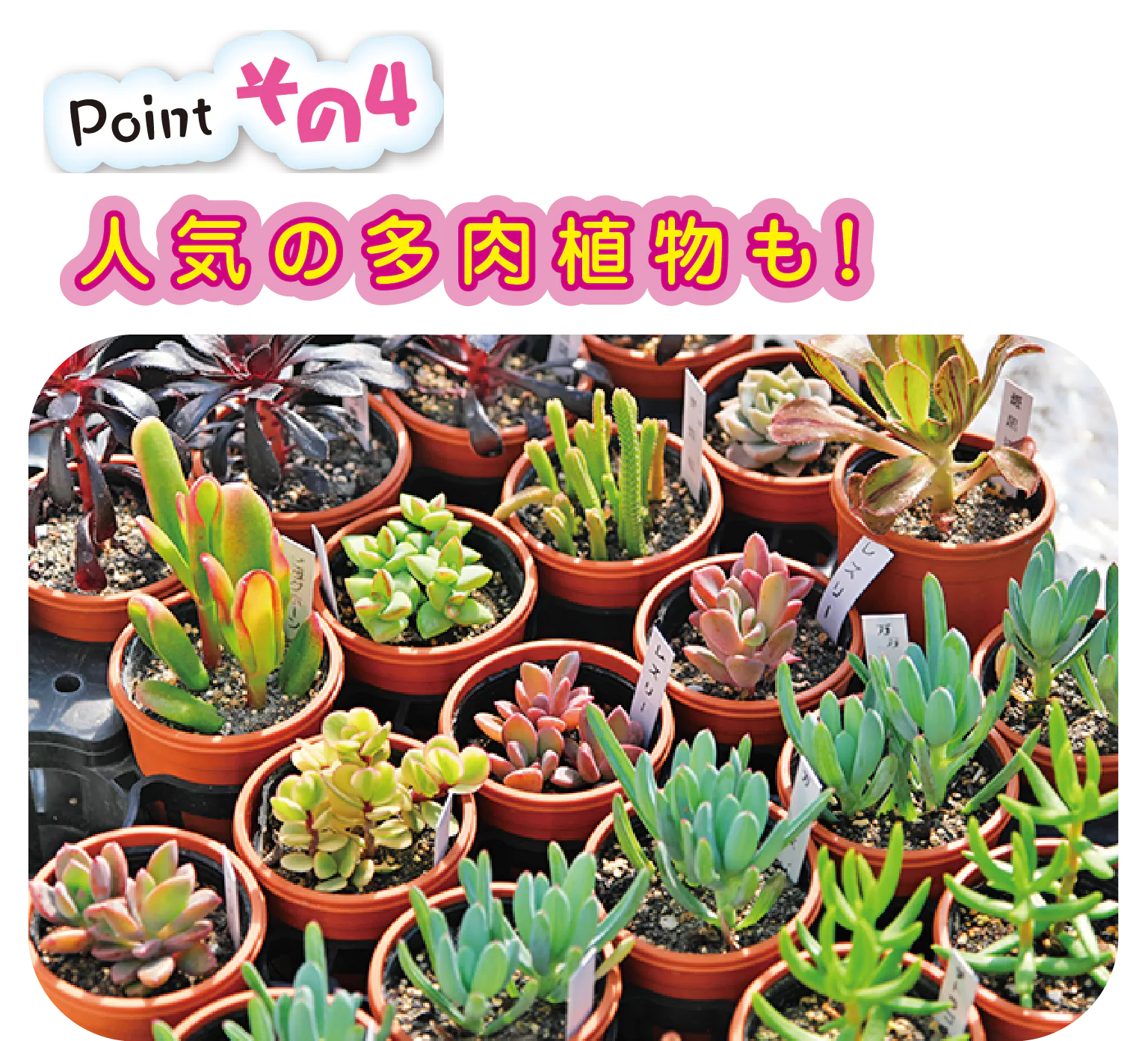園内では多肉植物の販売も開始。好きな種類を組み合わせて、寄せ植えを楽しもう