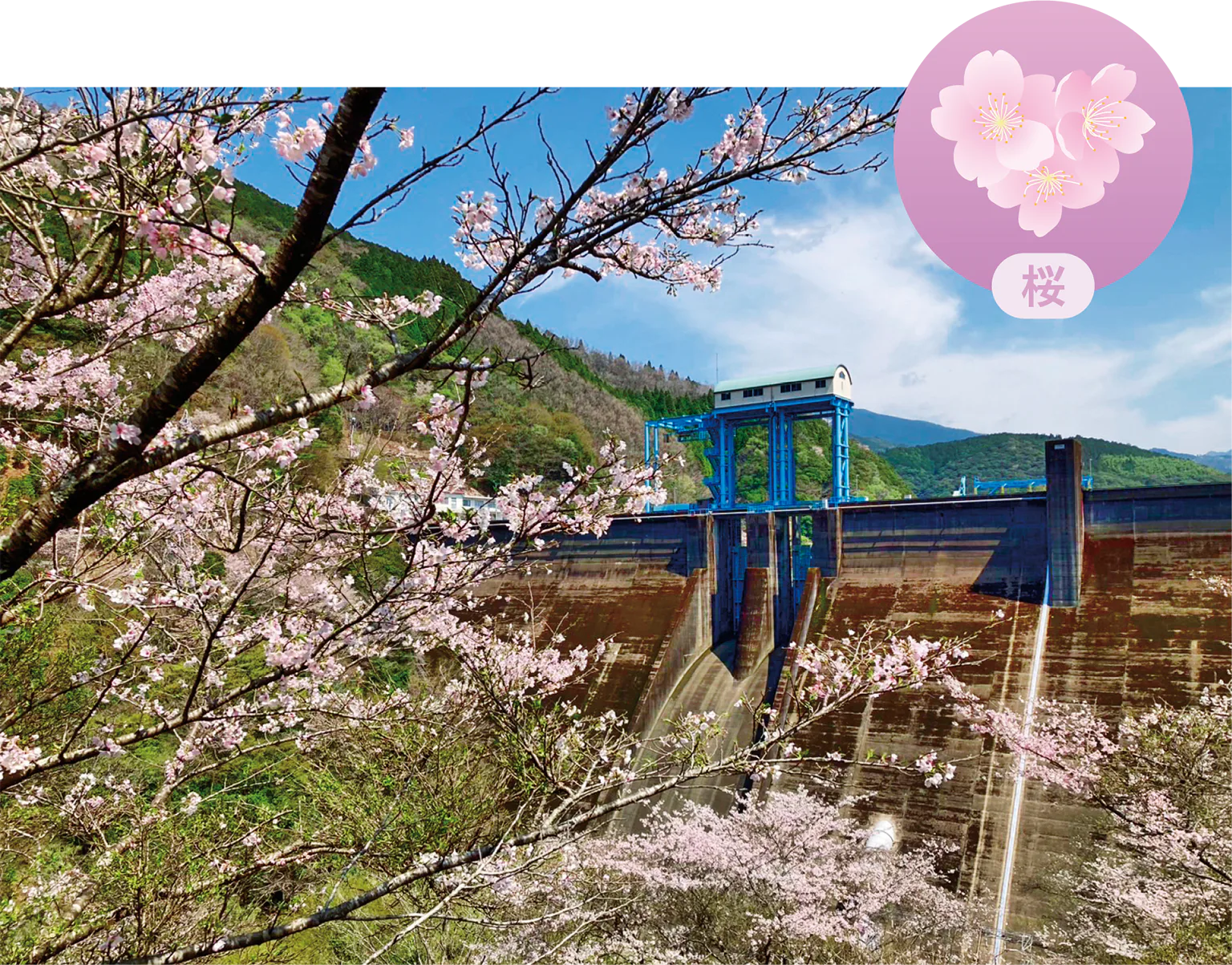 桜／市房ダムの画像