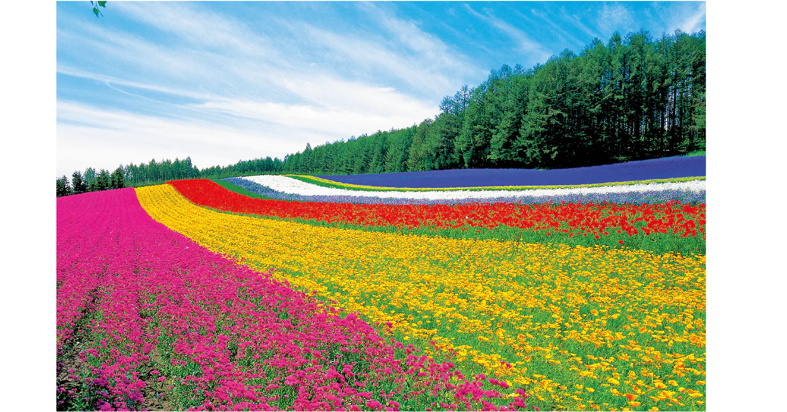 ラベンダーだけでなく、春から秋にかけて約80種類もの花々が咲き誇るの画像