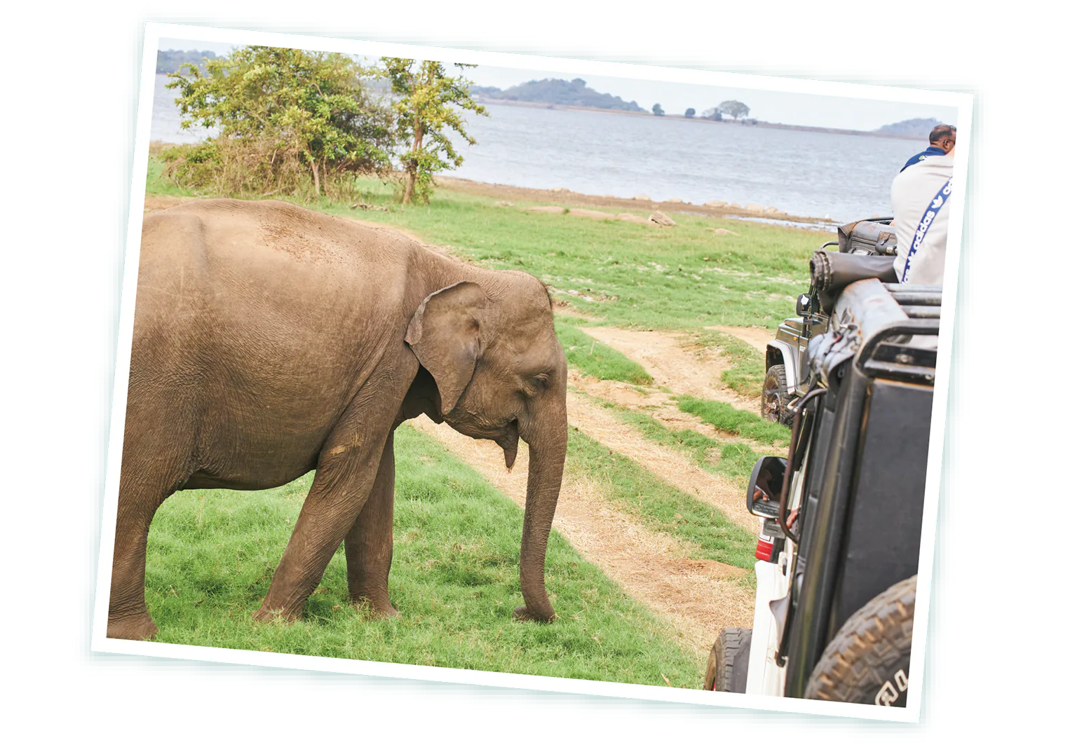 スリランカゾウの画像