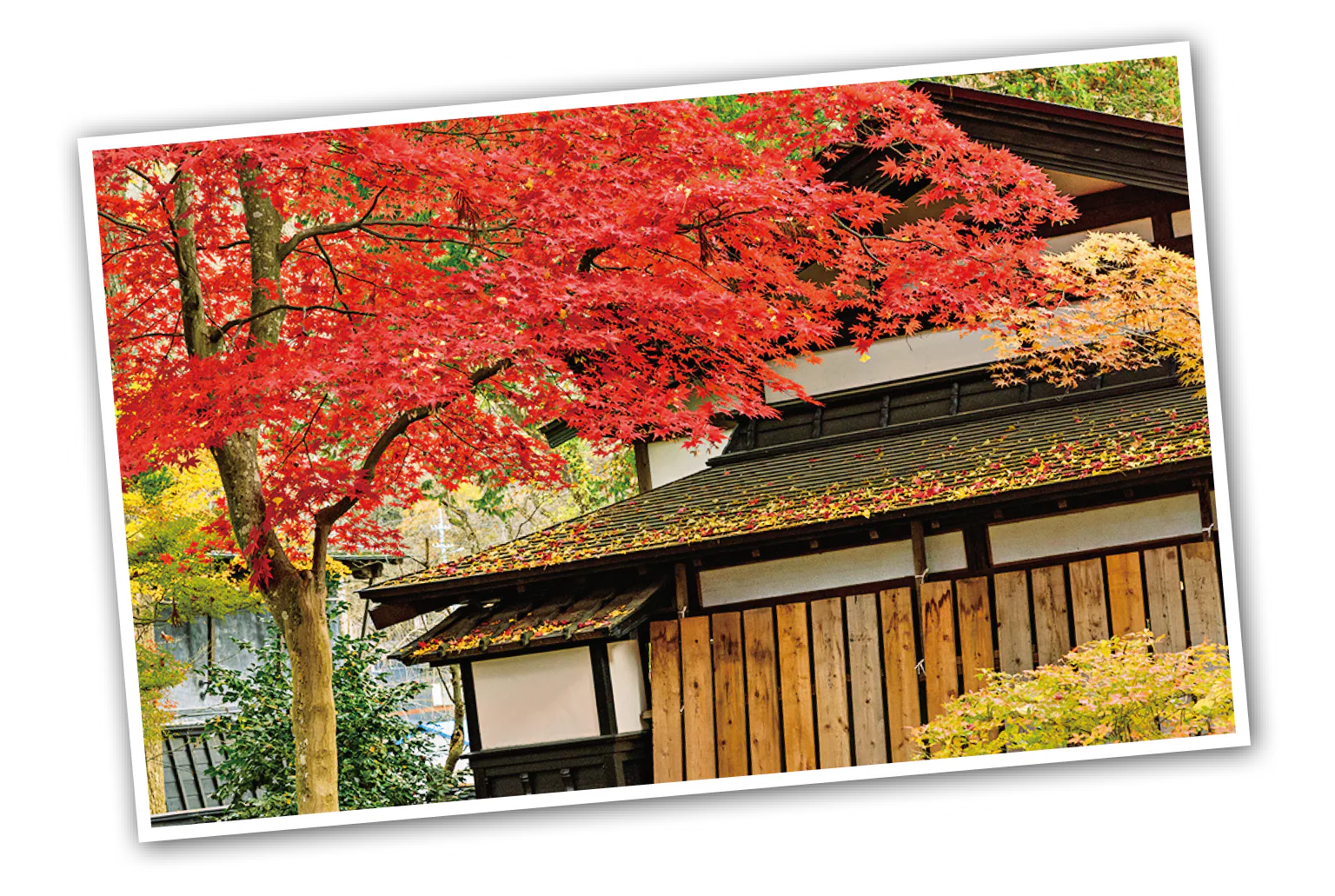 紅葉時の画像