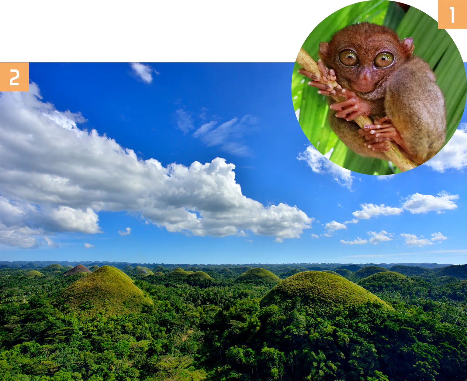 チョコレート・ヒルズの画像