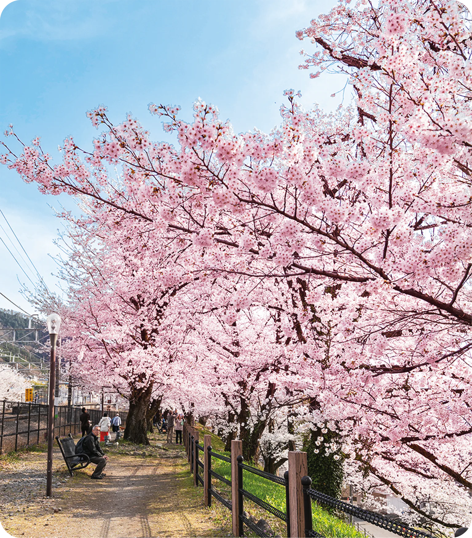 甚六桜公園の桜の画像