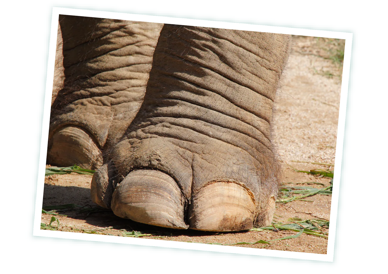 ゾウの足の画像