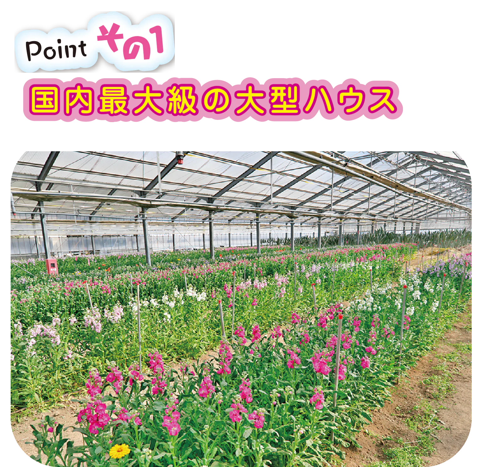 総面積4000坪のハウスで四季折々の花を栽培。施設内なので寒い日や雨の日も安心