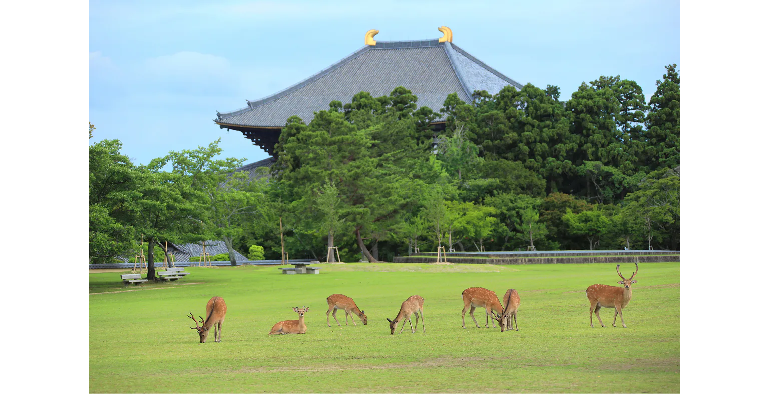 奈良公園周辺の画像