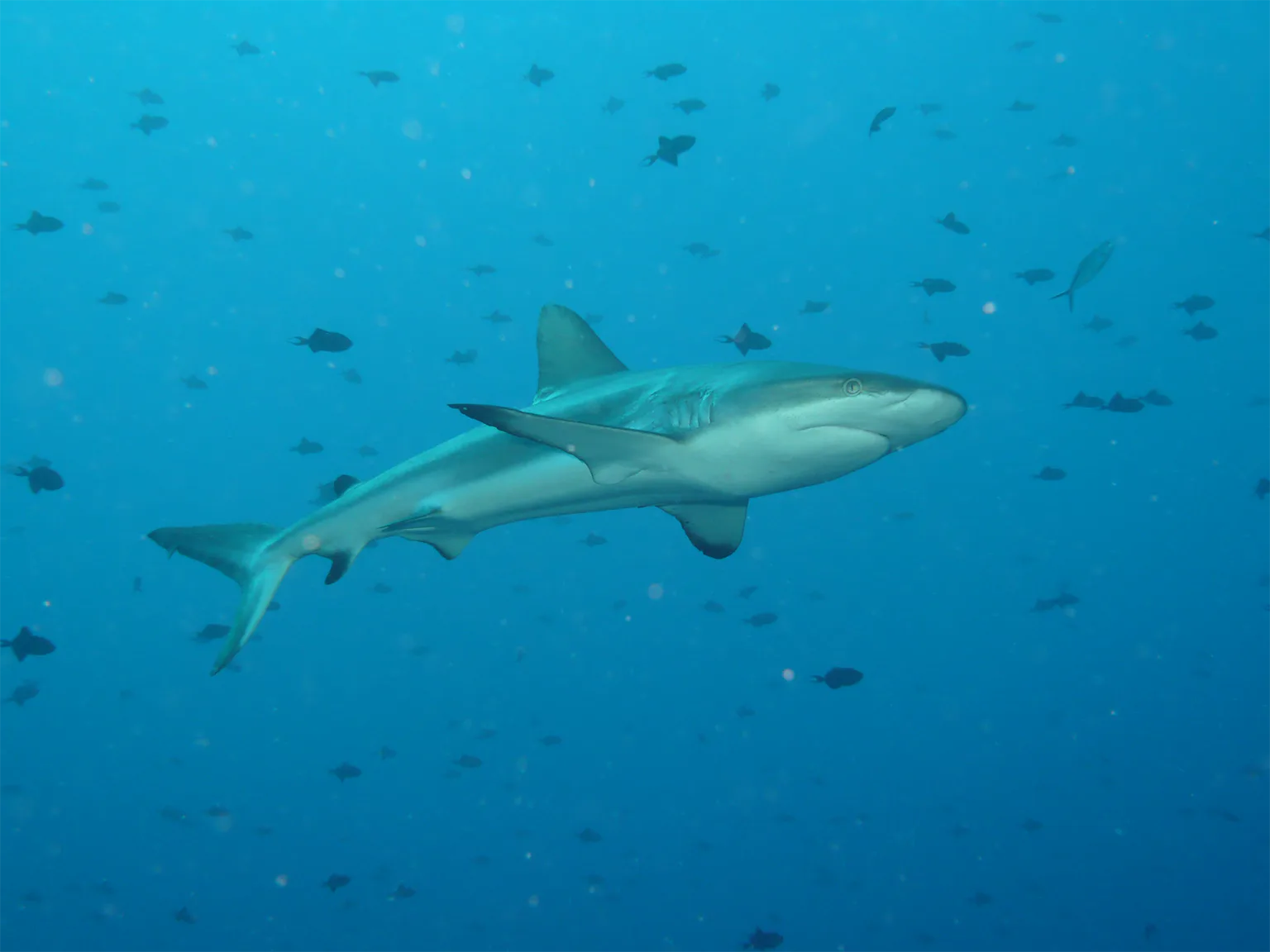 パシフィック・ハーバーのダイビングの画像