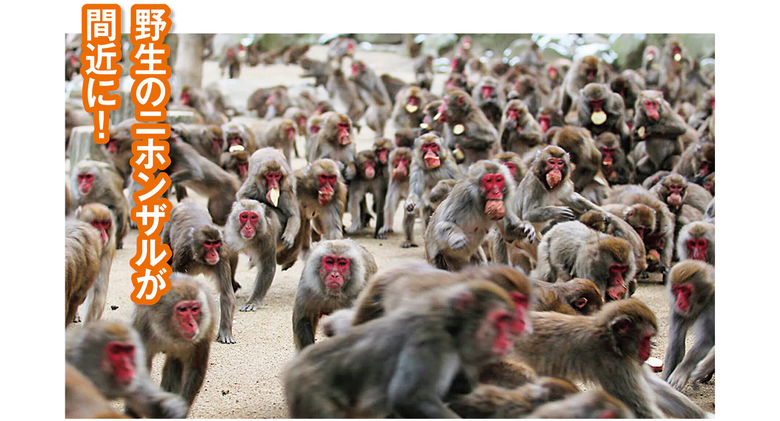 迫力満点なイモ取り競争の画像