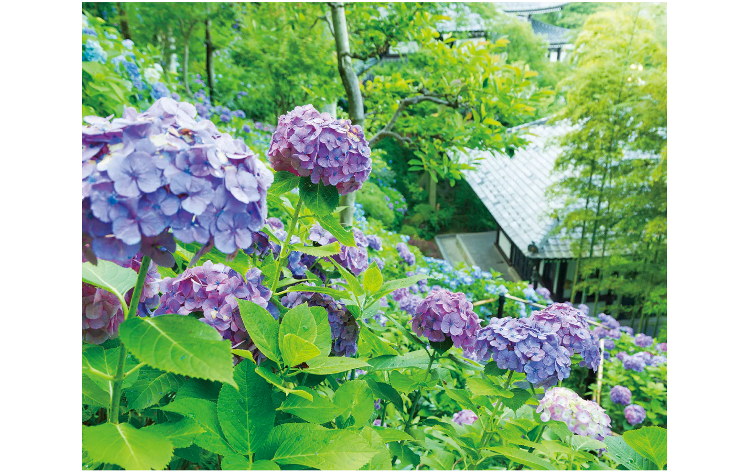 初夏にはあじさいの名所として多くの参拝客が訪れる