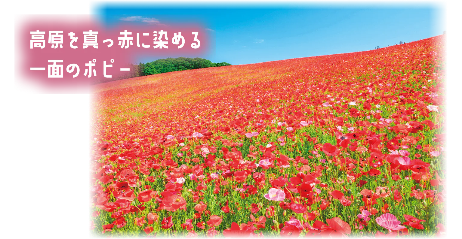 高原を真っ赤に染める一面のポピー