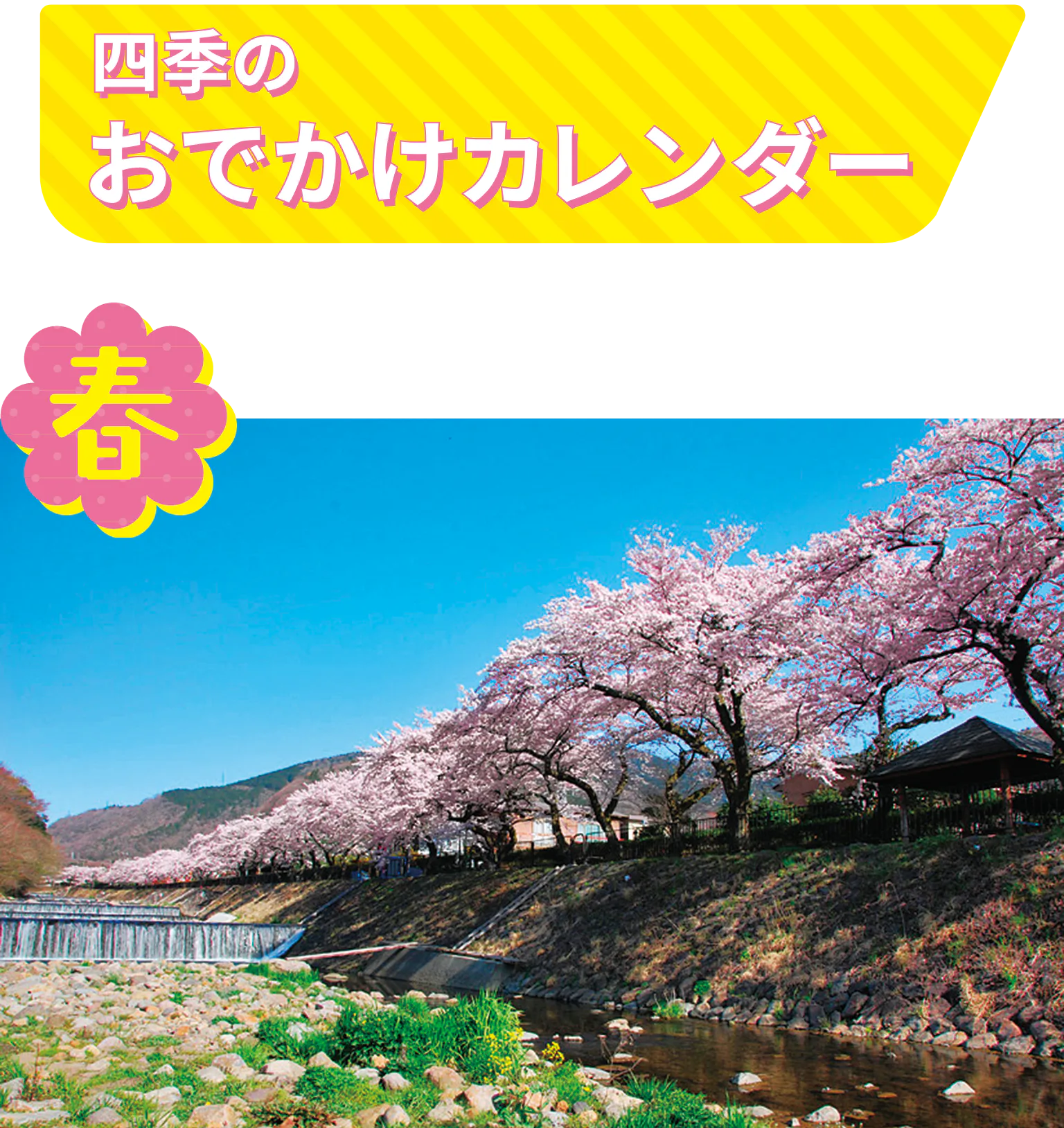 早川堤の桜の画像
