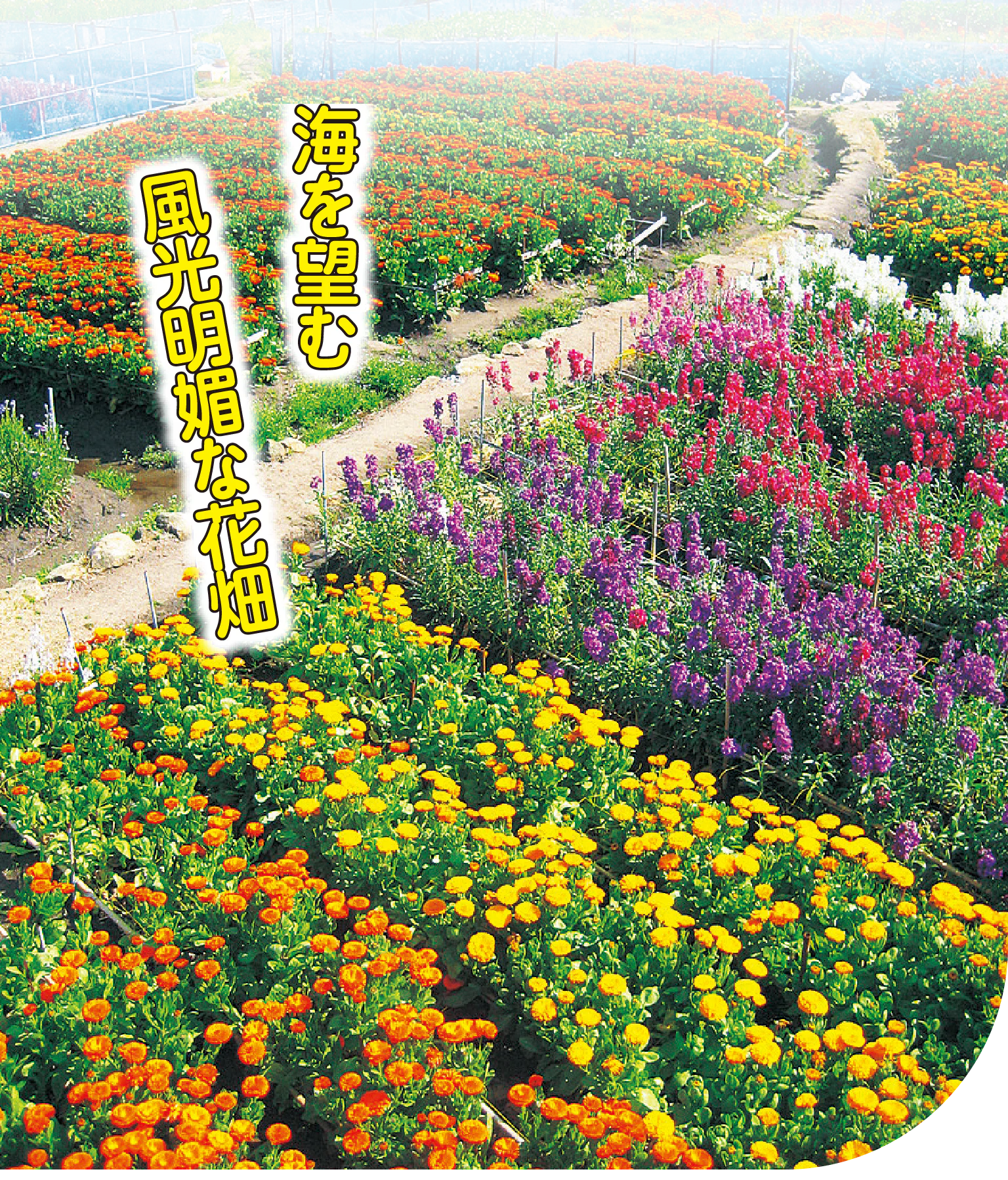 花畑越しに海を望み、花摘みが楽しめる