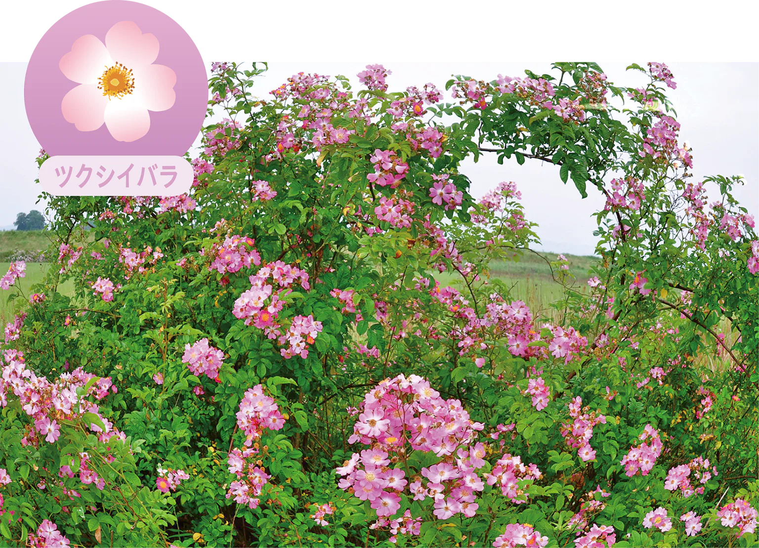 ツクシイバラの画像