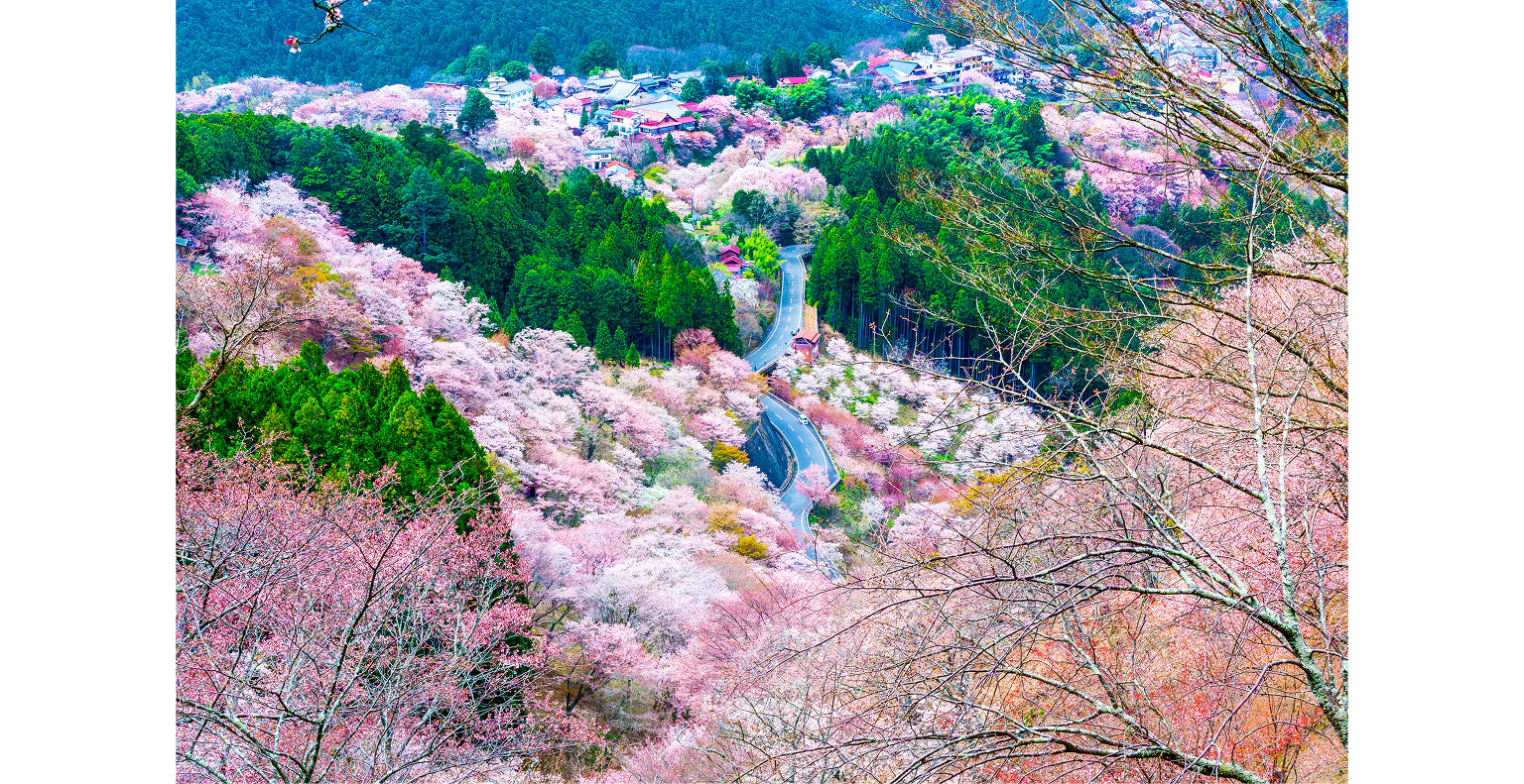 吉野山の画像