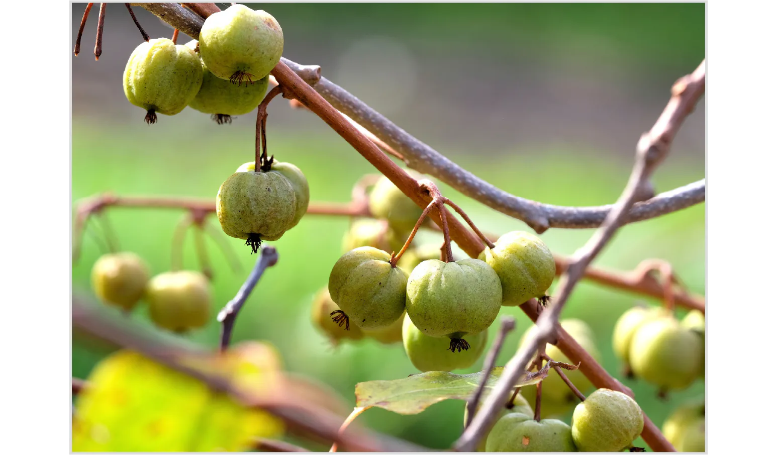 シラクチカズラ(別名サルナシ)の画像