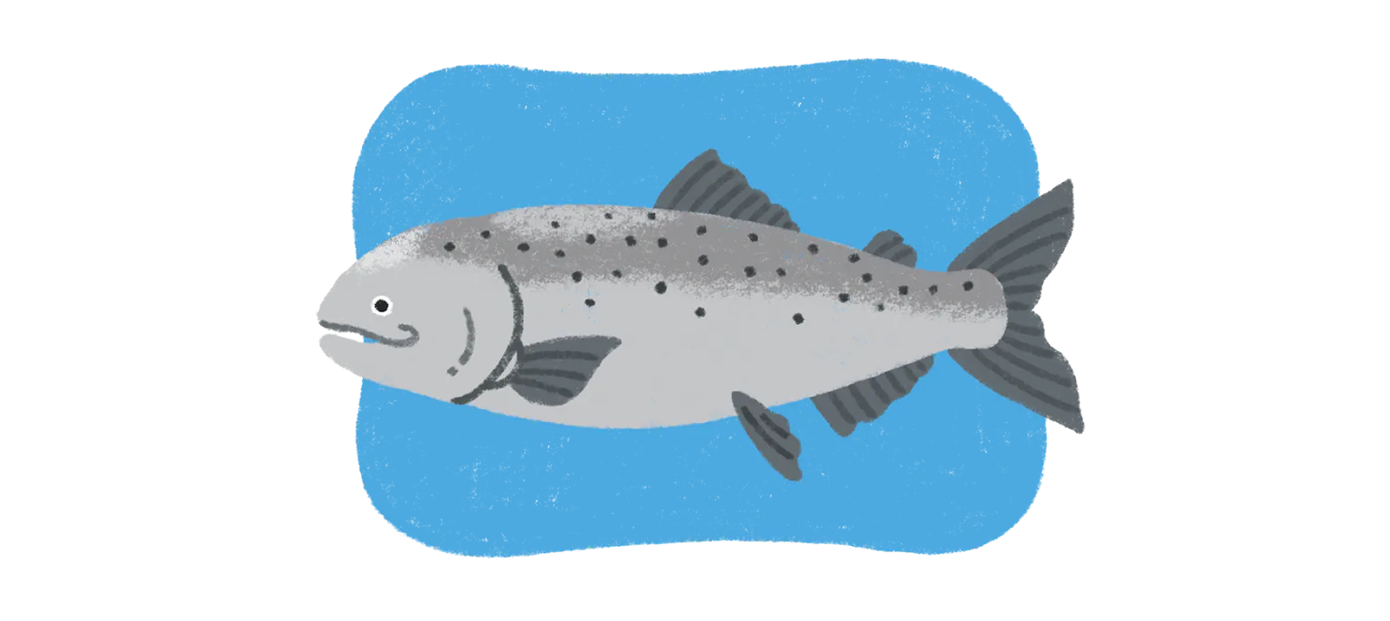 キングサーモンの画像