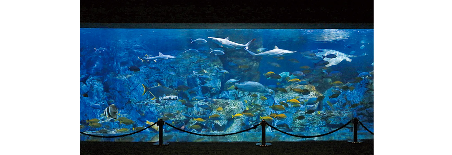 水量1250tの大回遊水槽の画像