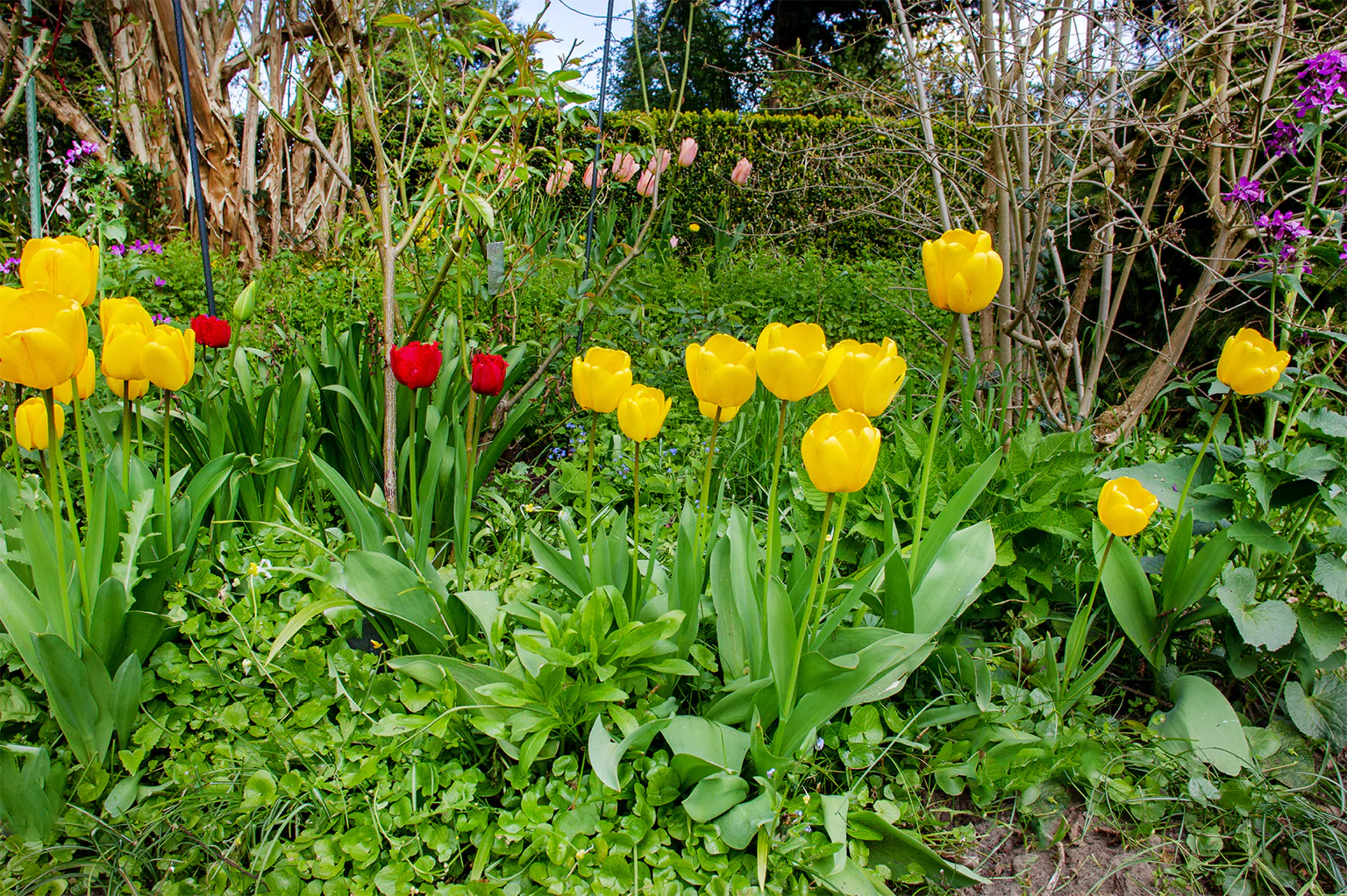 チューリップの画像