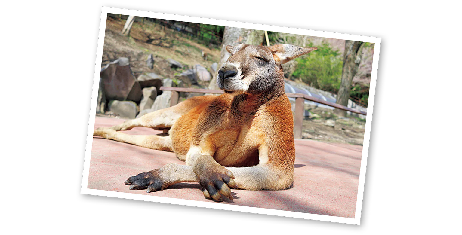 カンガルーの画像