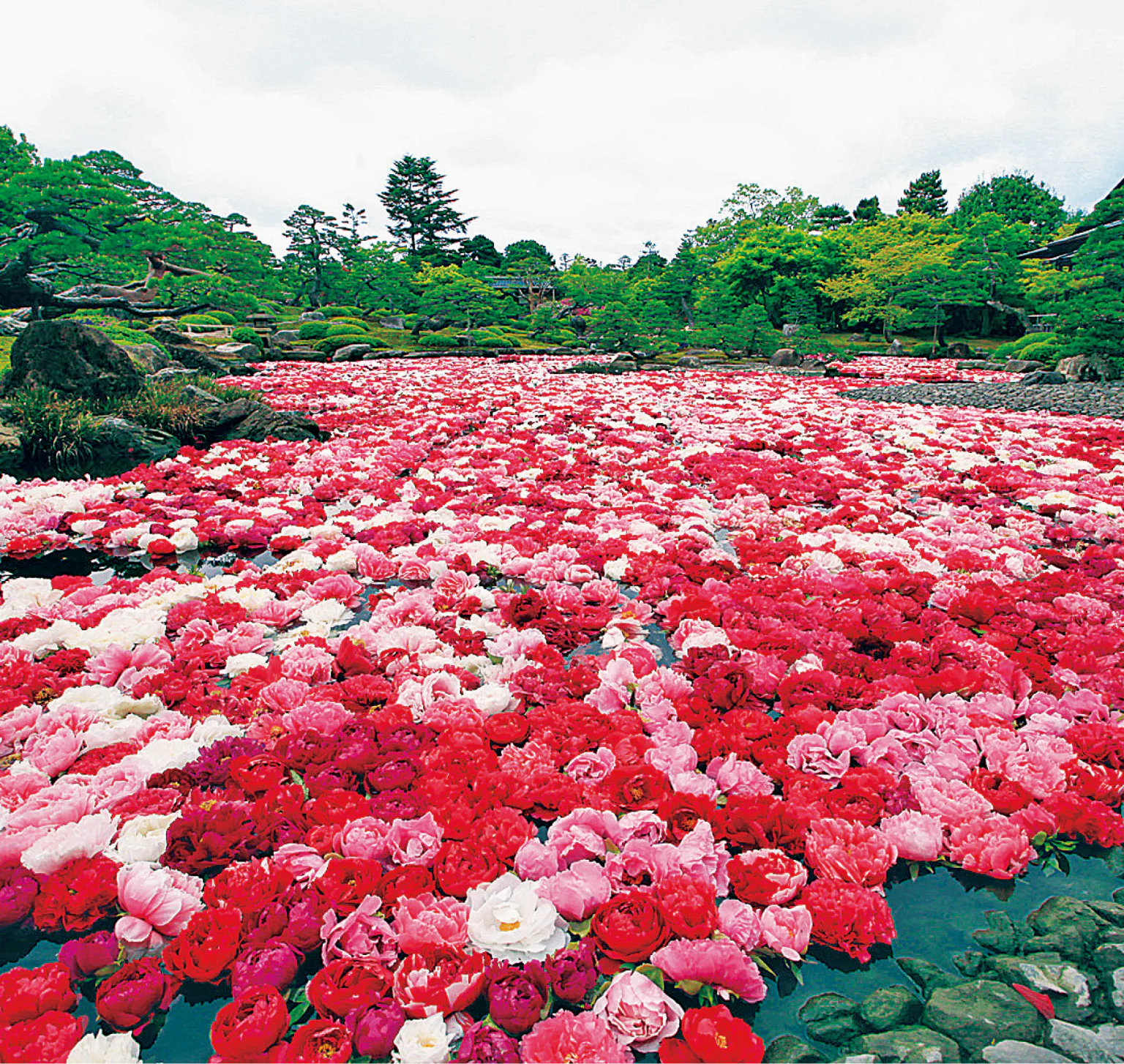 池泉牡丹の画像