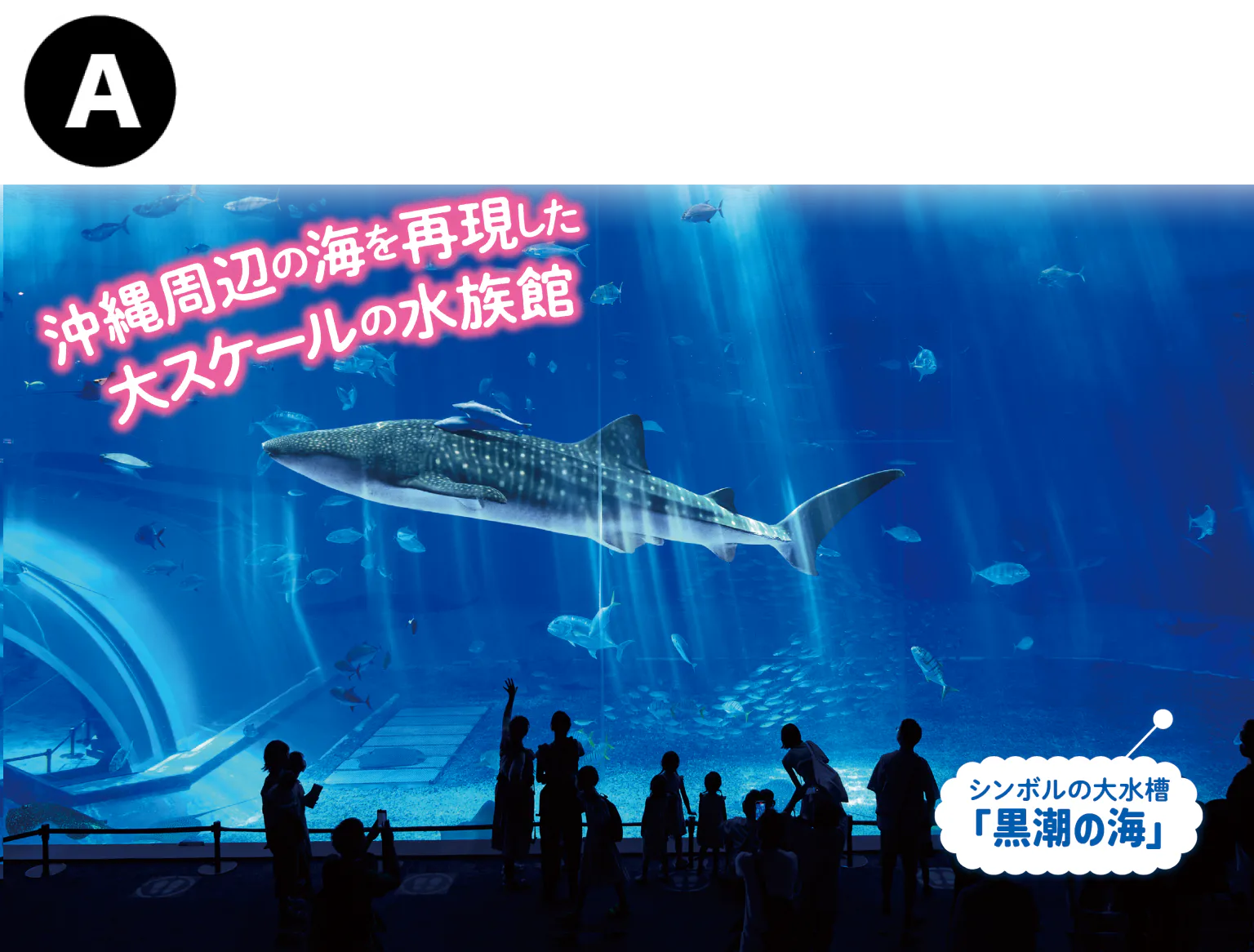 沖縄美ら海水族館の大水槽「黒潮の海」の画像
