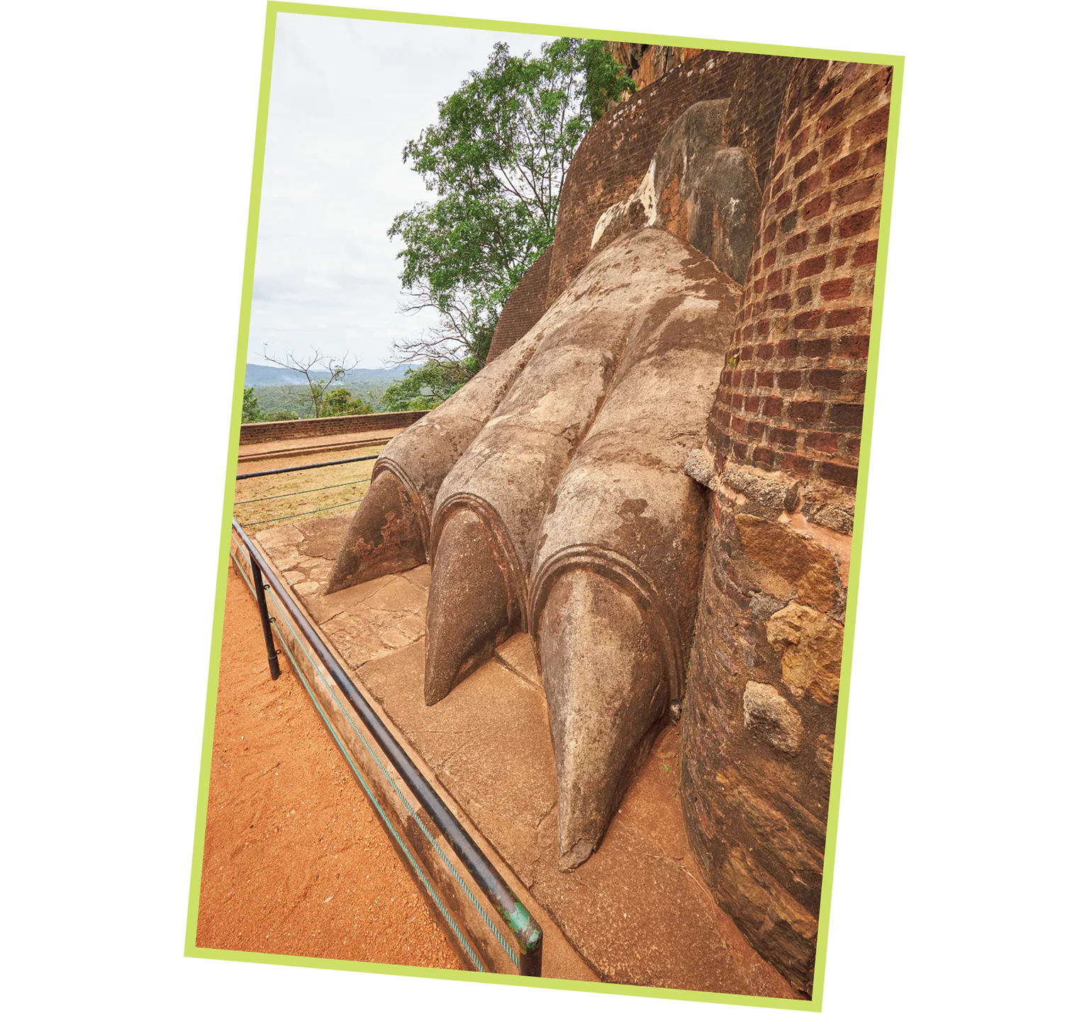 ライオンの爪の画像