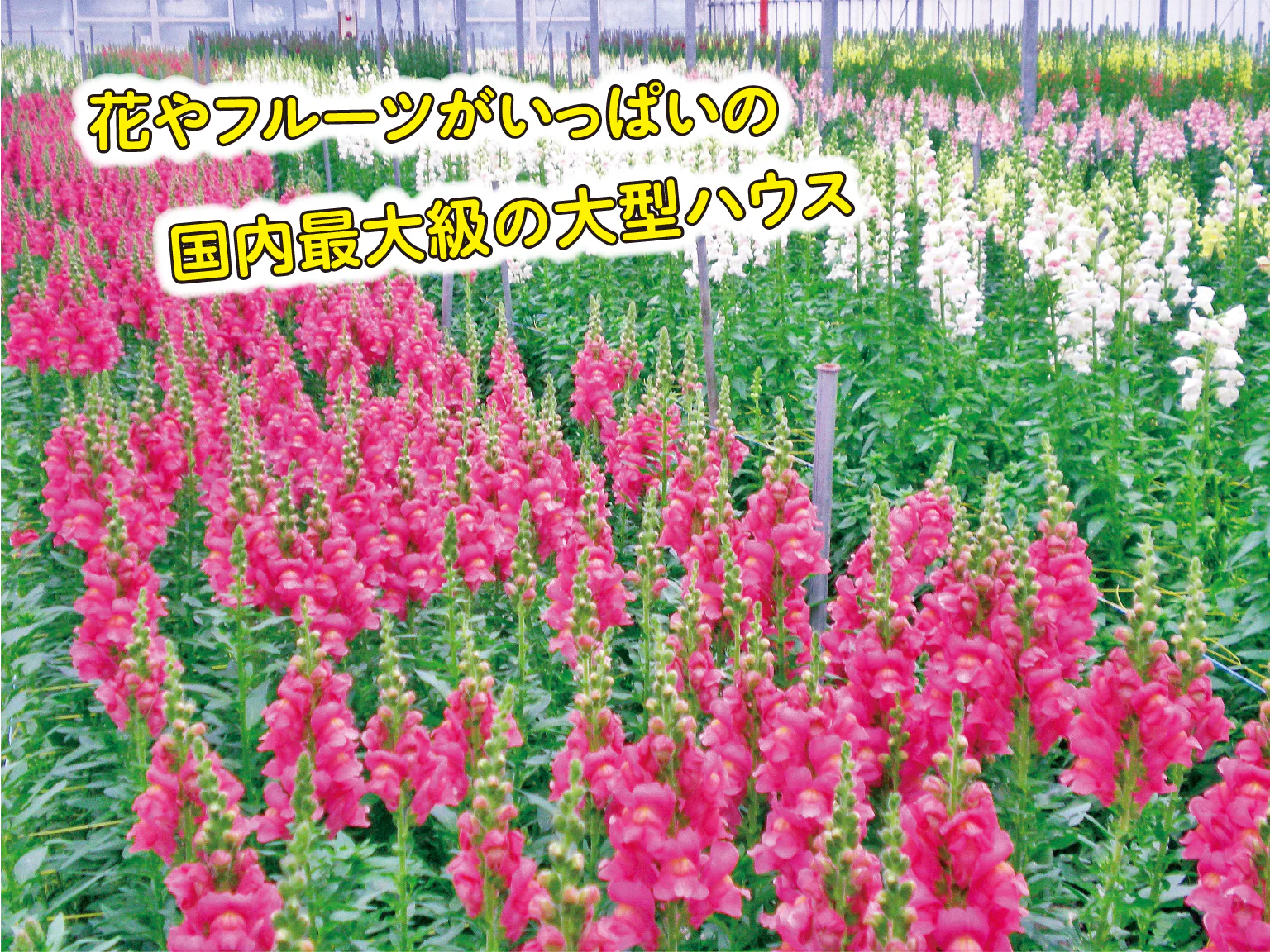 広大なハウス内で四季折々の花を栽培