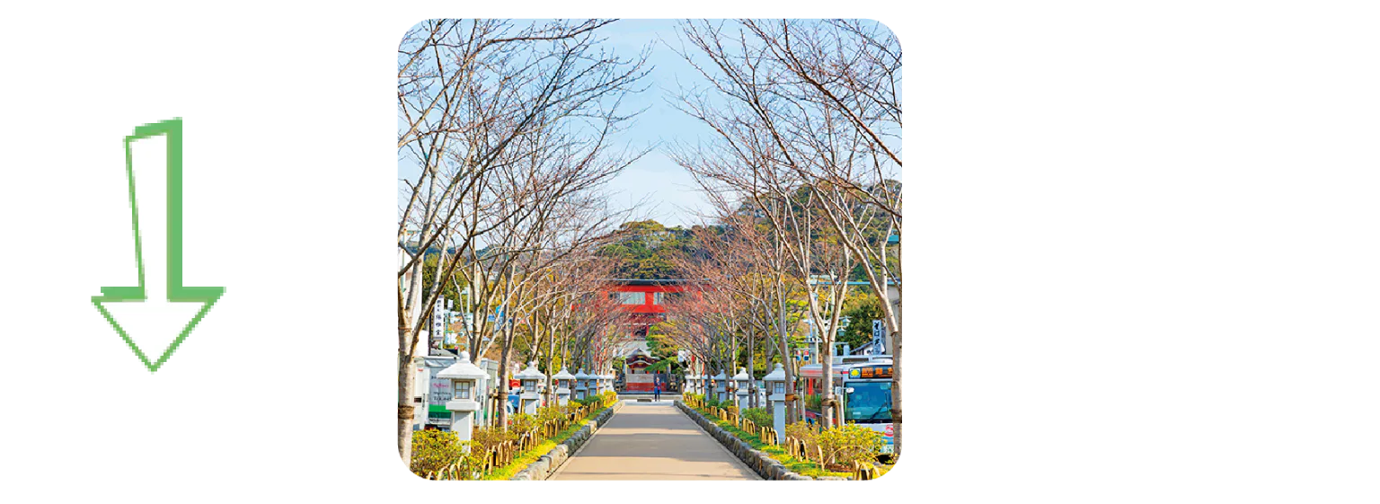 若宮大路（段葛）を歩いて鶴岡八幡宮へ徒歩10分