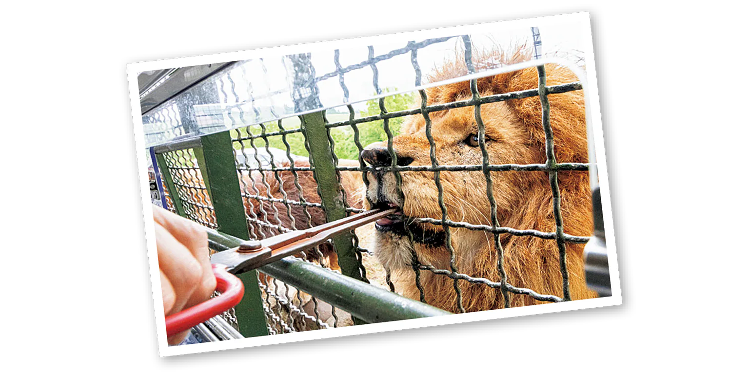 ジャングルバスの中からエサやりをする画像