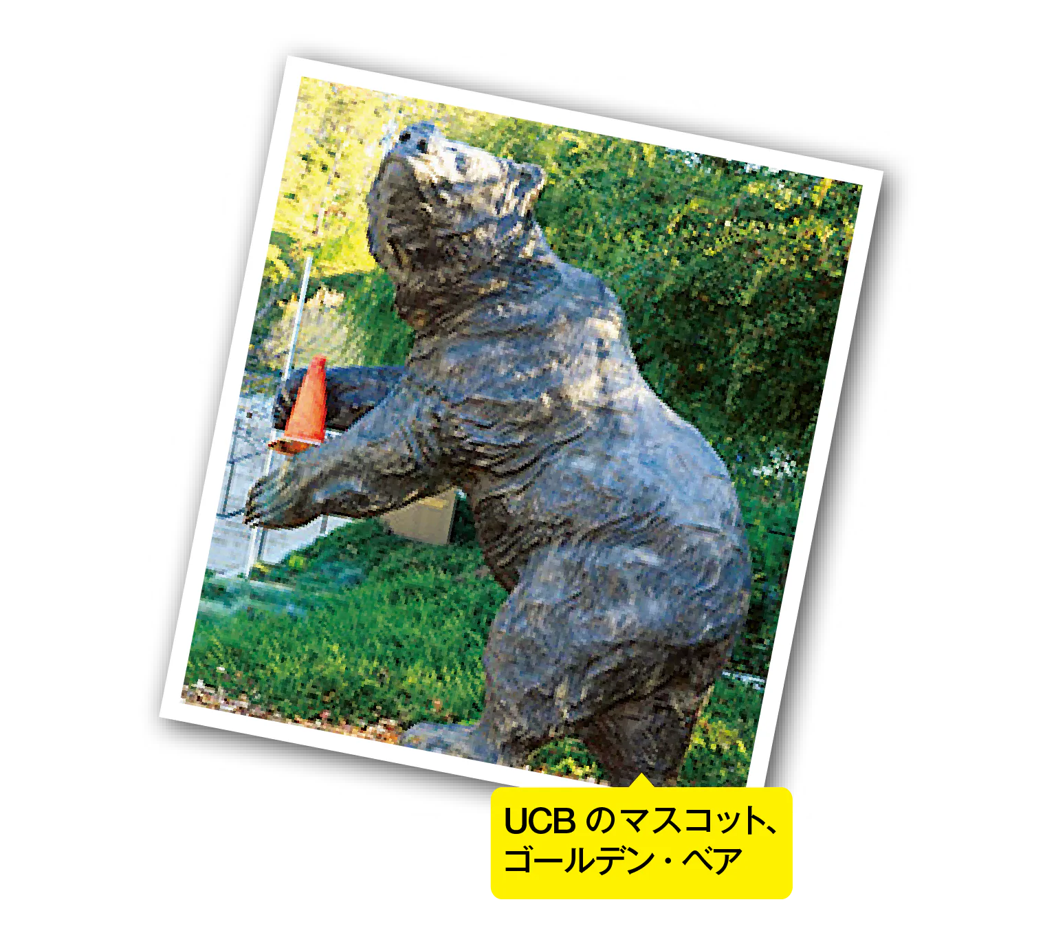 UCBのマスコット、ゴールデン・ベア