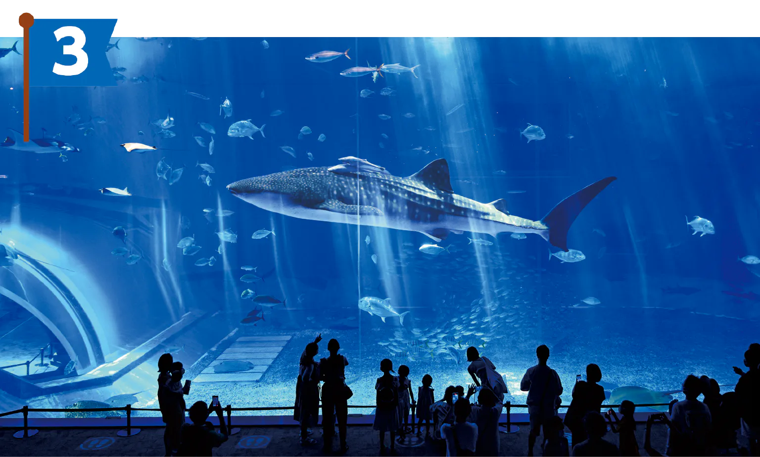 アコガレの沖縄美ら海水族館へ！の画像