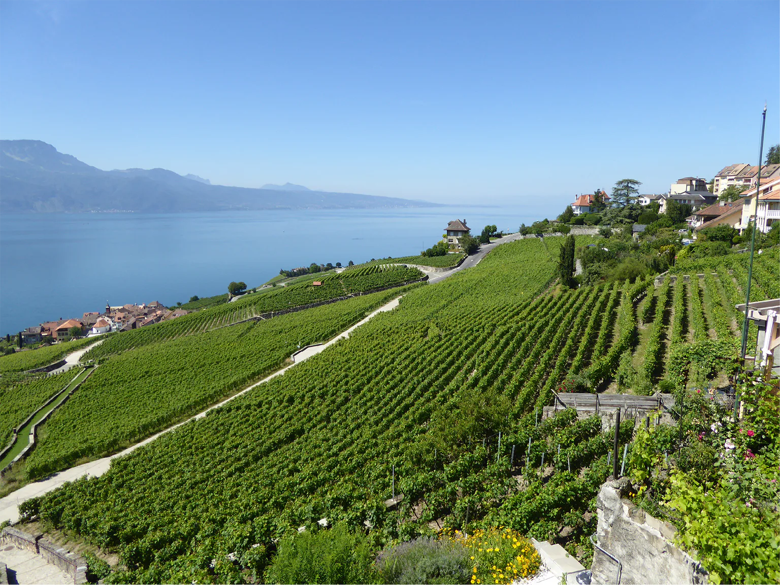 ラヴォー地区の葡萄畑の画像