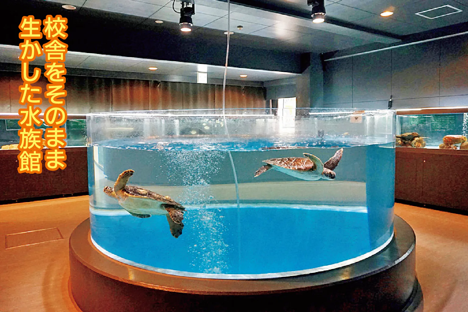 ウミガメをさまざまな角度から間近に見られる円形の水槽の紹介画像